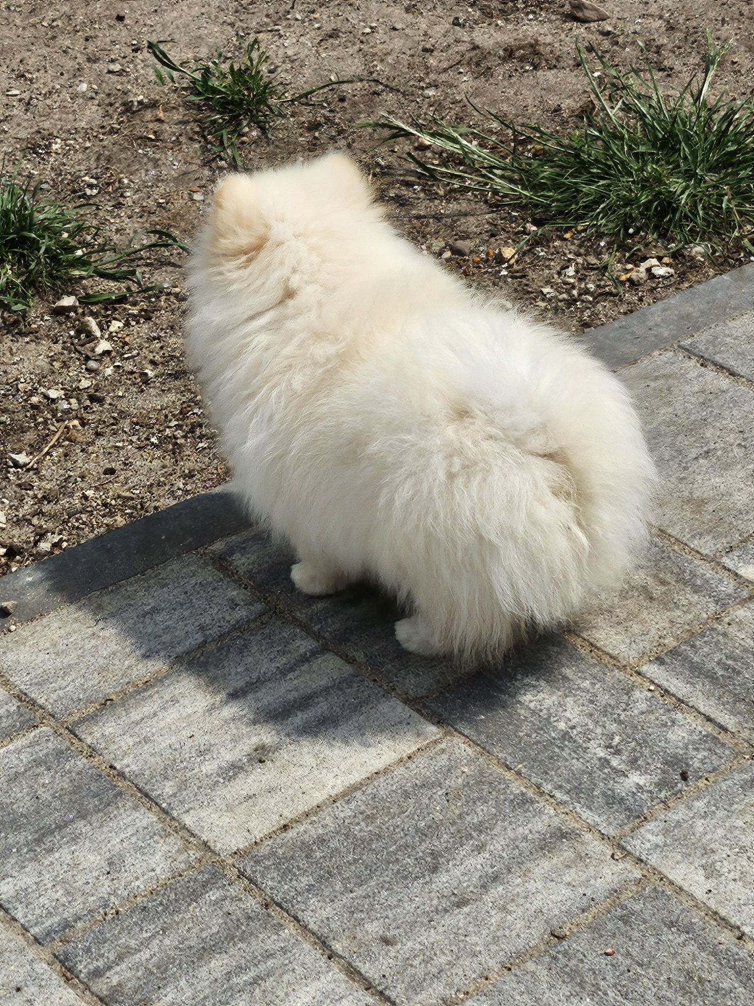 Szpic miniaturowy pomeranian FCI