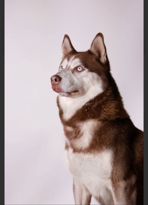 Syberian husky miot B -Buster po Championie