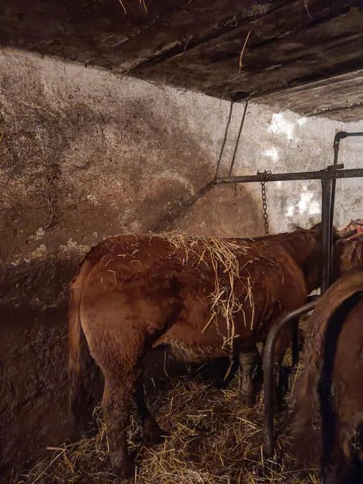 Sprzedam jałówki - bydło