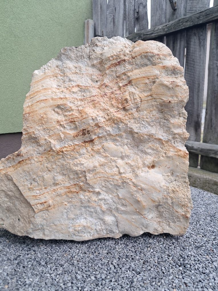 Skamieliny wapienne