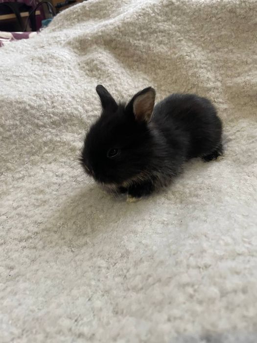 Карликові, декоративні кролики