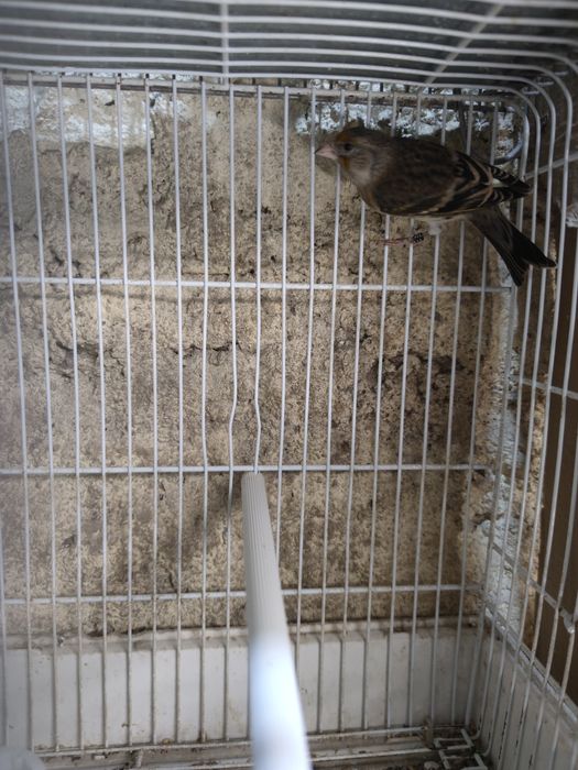 Vendo ou troco híbrido de pintassilgo