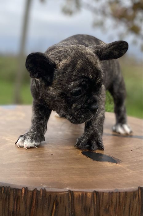 Французькі дівчатка