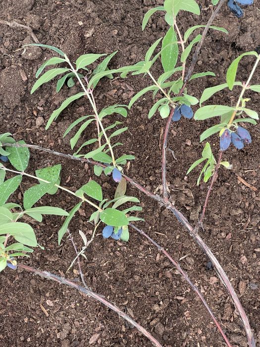 Жимолость саджанці 2-3 річні в горщиках!