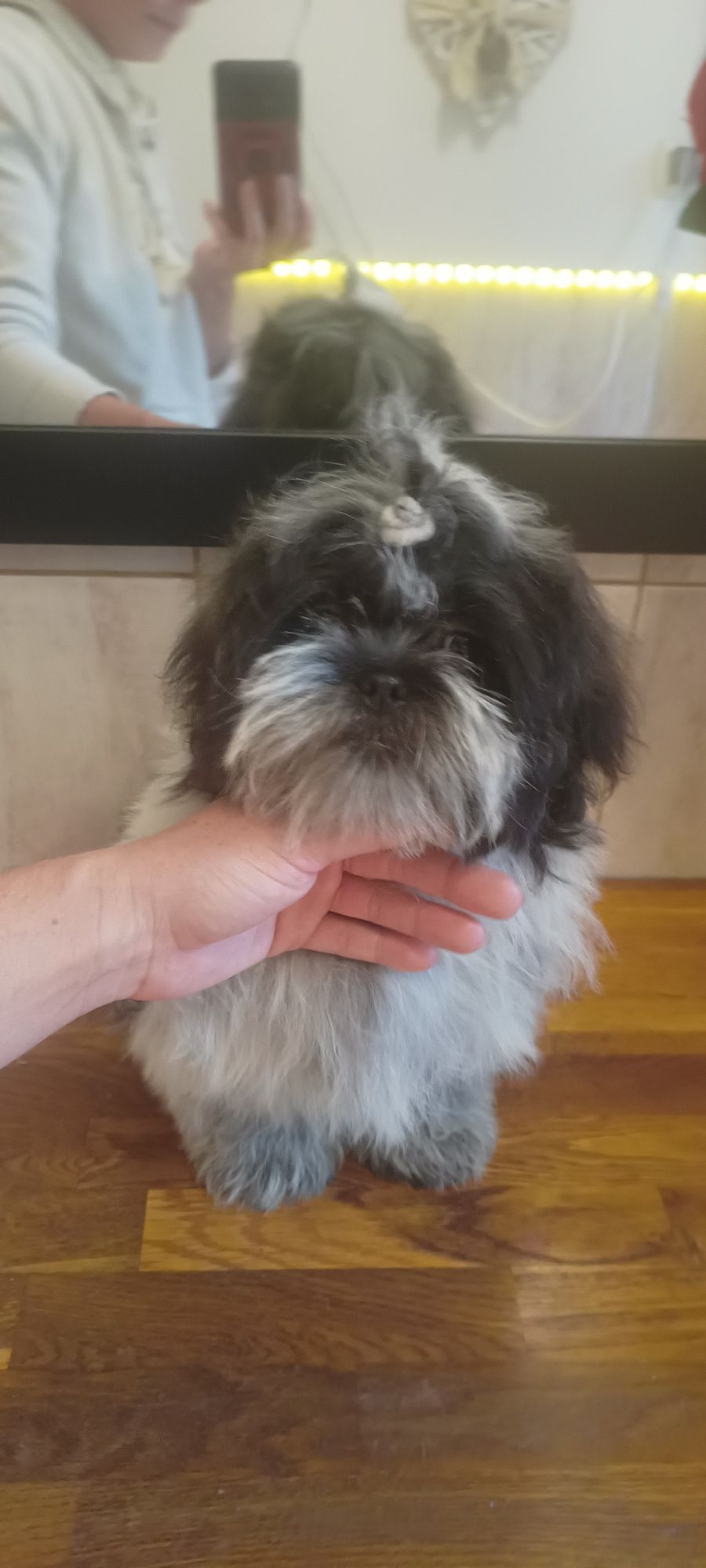 Mal shi, komplet szczepień ( shih tzu, maltańczyk)