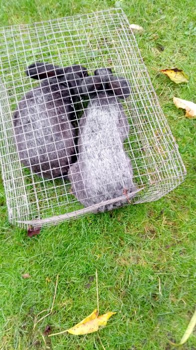 Продам молоді кролички