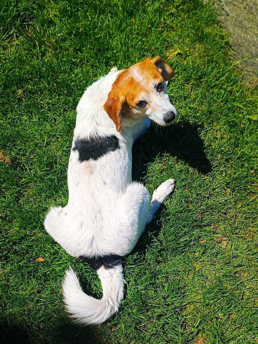 Florka, nieduża sunia do kochania i przytulania.