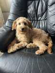 Piesek cavapoo do odbioru
