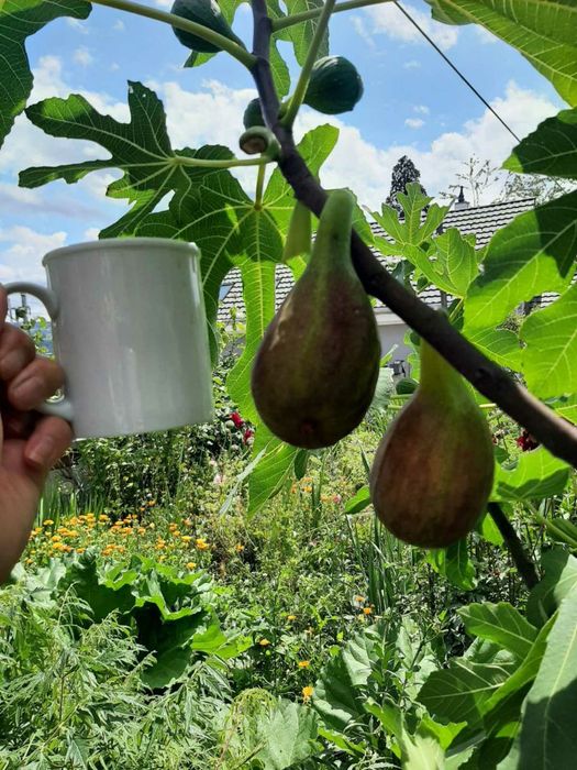 Инжир комнатный 8 сортов, черенки и саженцы