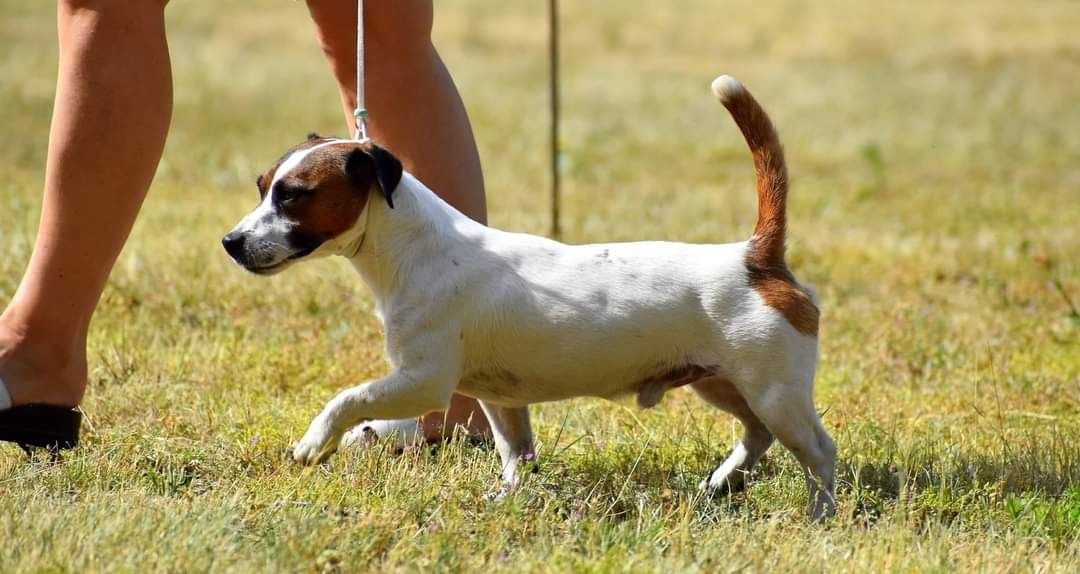 Jack Russell Terrier reproduktor FCI Fioletowa magia