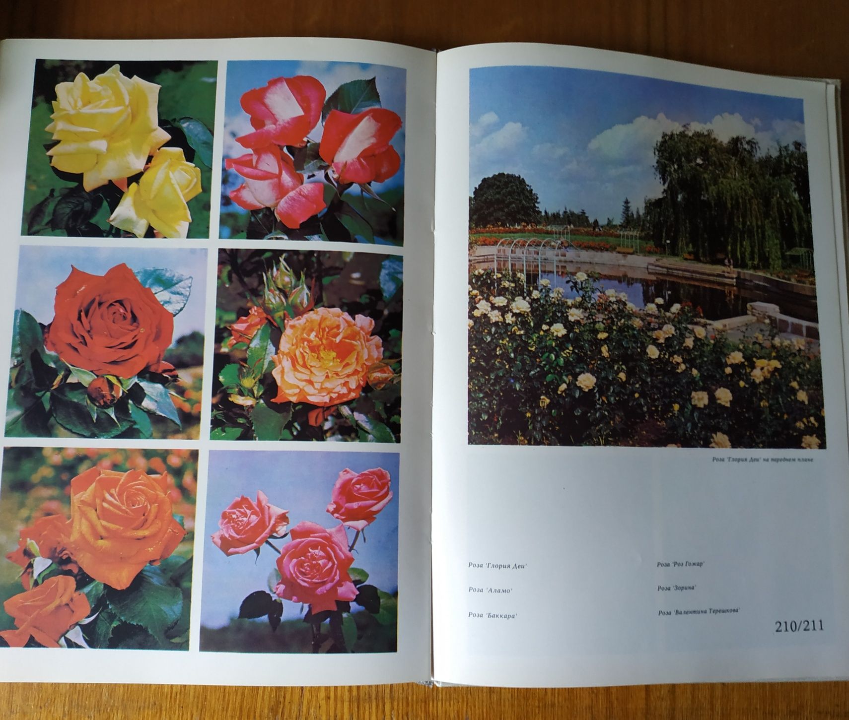 Книга - альбом Цветы . Комнатные растения и декоративные кустарники.