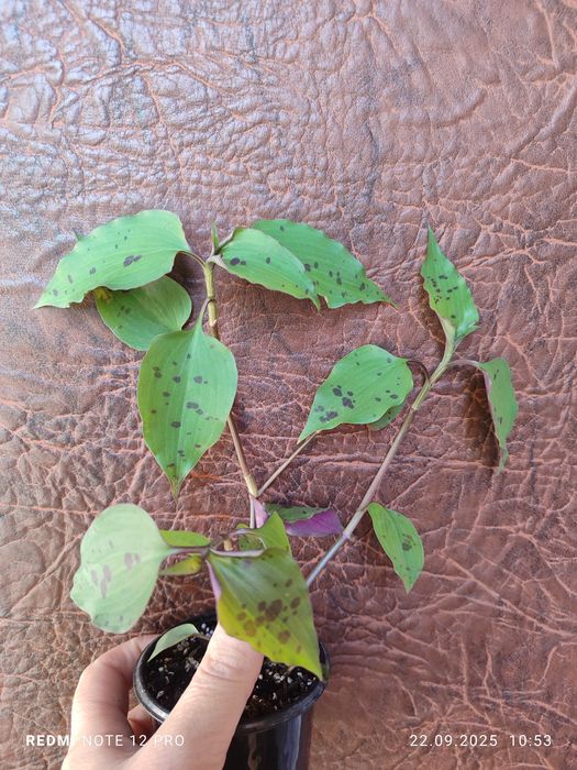 Традесканція розпродаж залишків