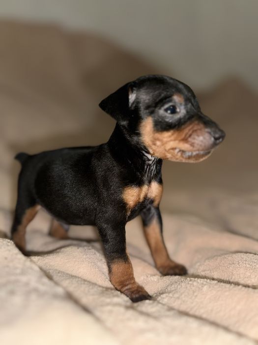 Хлопчик цвергпінчер з родословною та паспортом і чіпом!