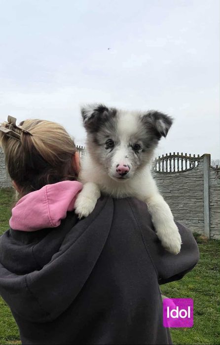 Border collie piesek po Championie ZKwP/FCI