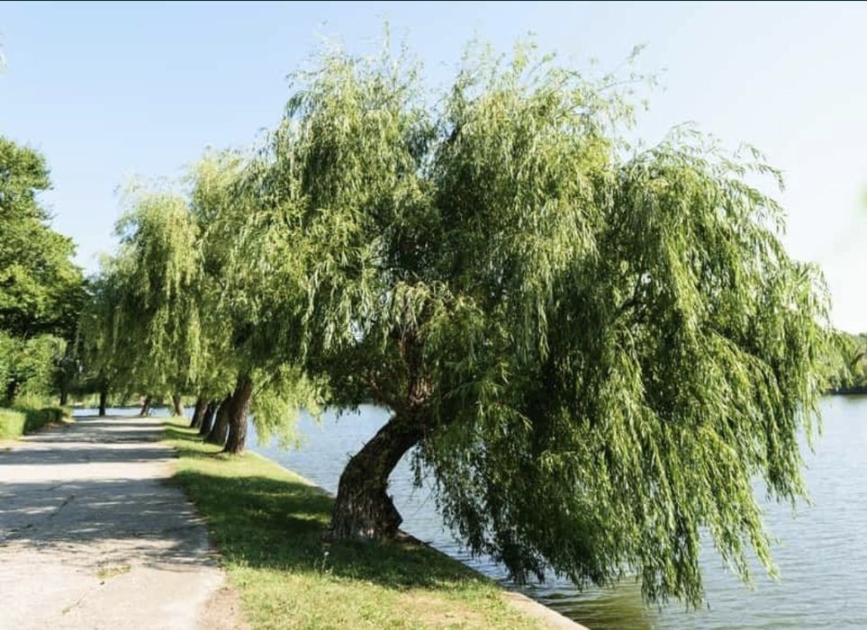 Wierzba żałobna płacząca drzewko na cień