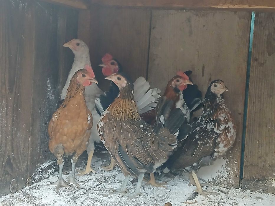 Kurki liliputki liliputy