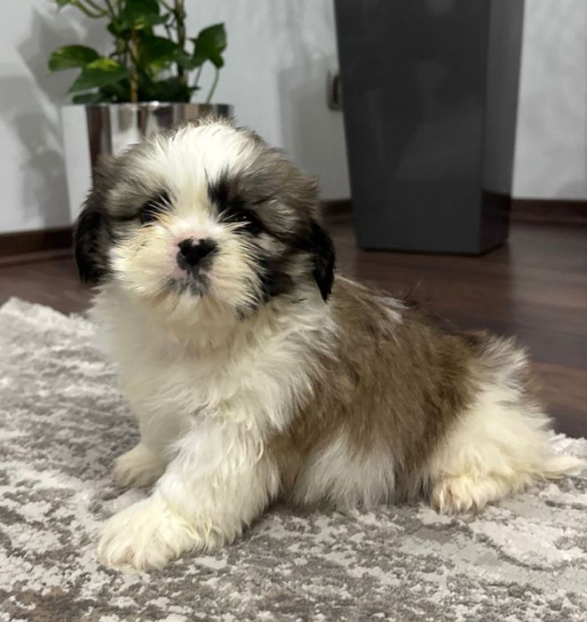 Szczeniak Piesek SHIH TZU