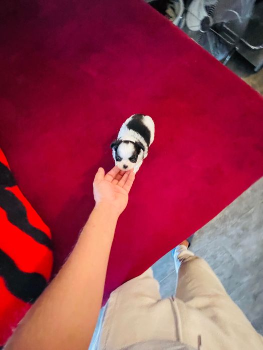 chihuahua macho  de  pelo longo lop e afixo