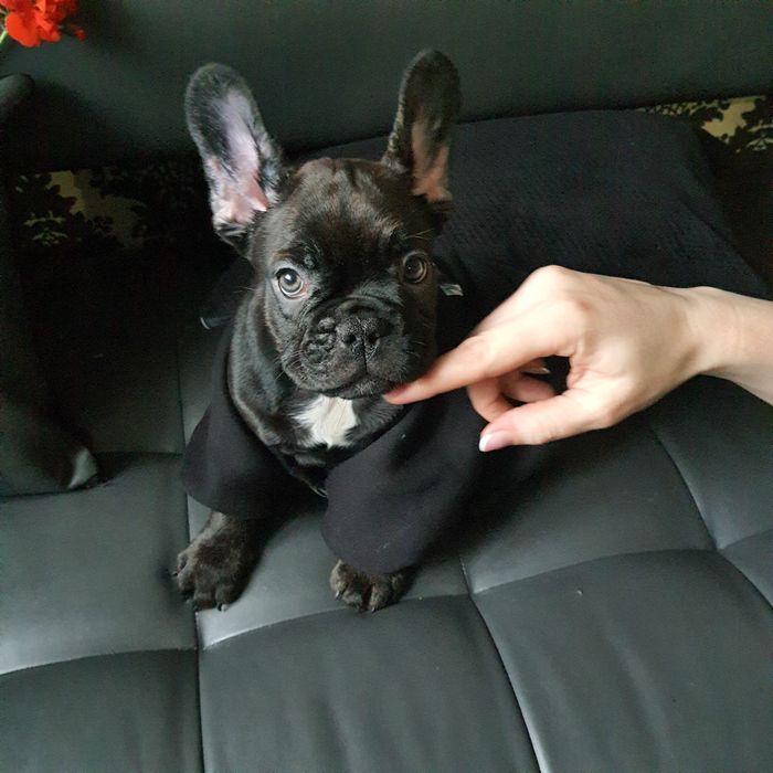 Хлопчик та дівчинка DARK BRINDLE/ CHOCO BRINDLE - TOP-якості