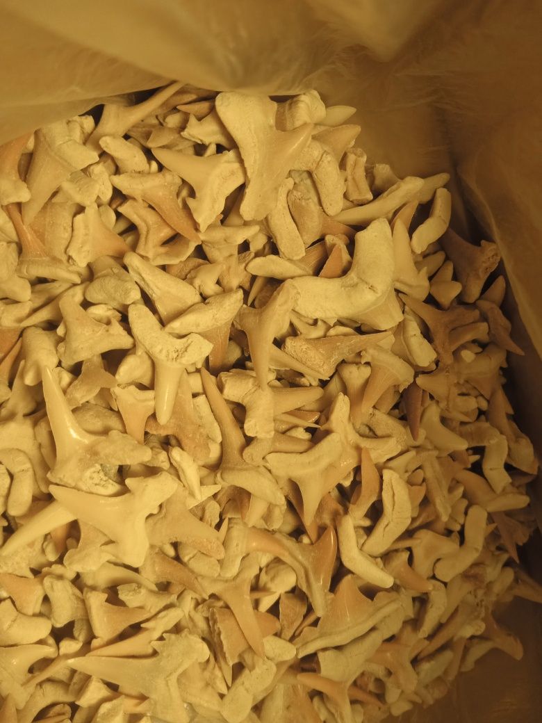 Fósseis-lote 500 dentes de tubarão