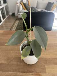 Philodendron silver sword