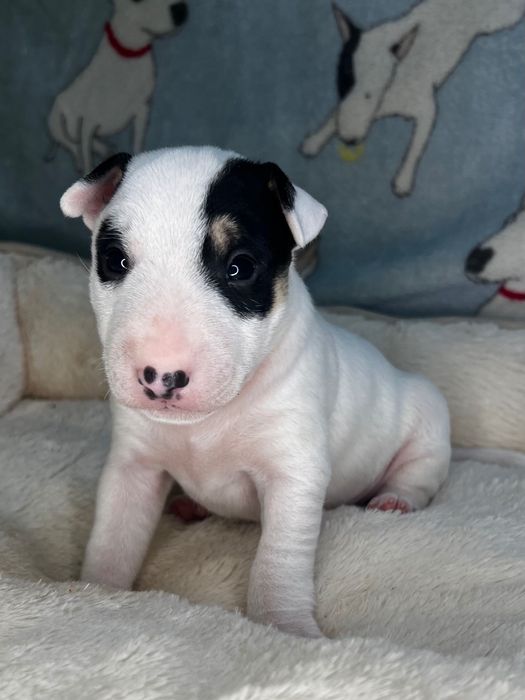 Bullterrier miniaturowy, bulterier miniaturowy