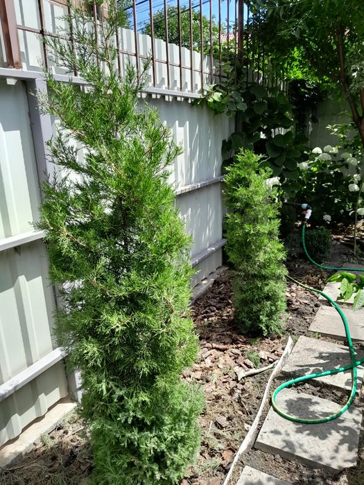 Можевельник, ялівець вергінський