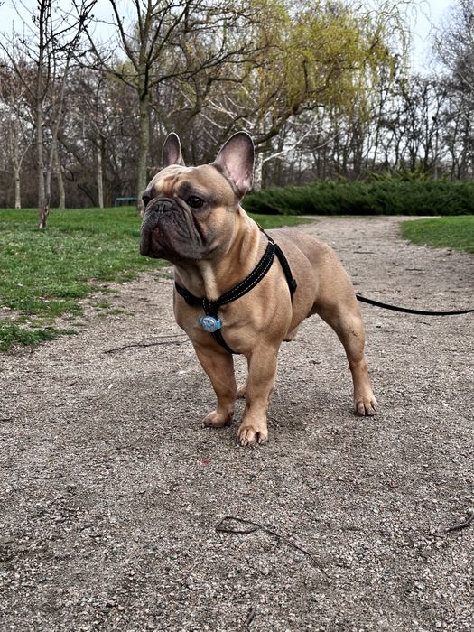 Вязка Французский бульдог