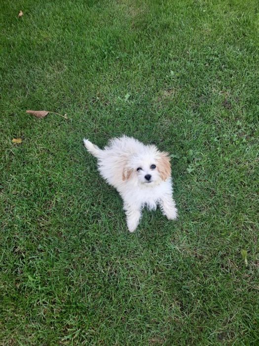 Maltipoo śliczna suczka