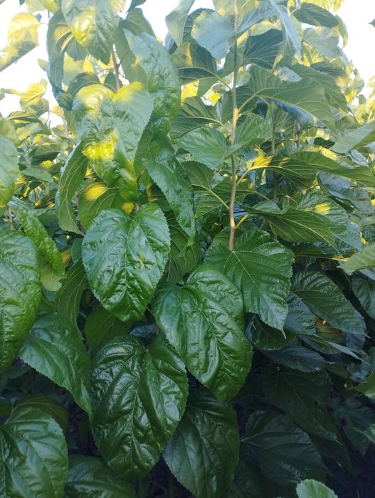 Шовковиця Шеллі, Біле Перо,Сакура Роял Бургунді