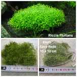 Riccia Fluitans e Musgo de Java - Planta Aquário