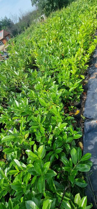 Laurowiśnia 50-140cm