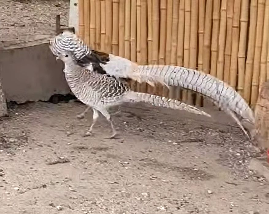 Bażant  bażanty  DIAMENTOWE  silver  (srebrne)  dorosła para