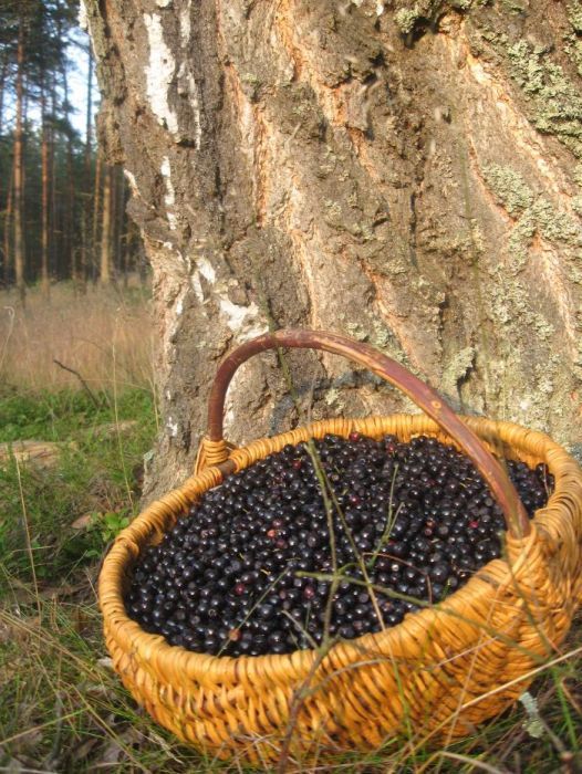 Czerwony Kapturek domek z kominkiem - balia jacuzzi  kaszuby  wakacje