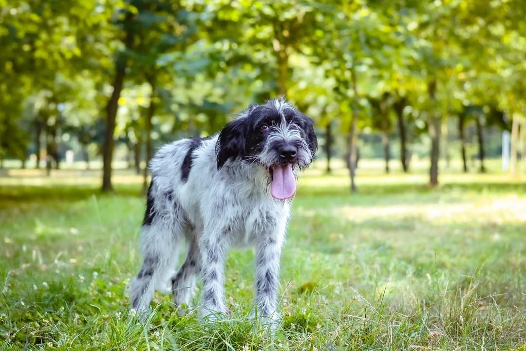 Roczny biało- czarny psiak szuka odpowiedzialnego Domu!