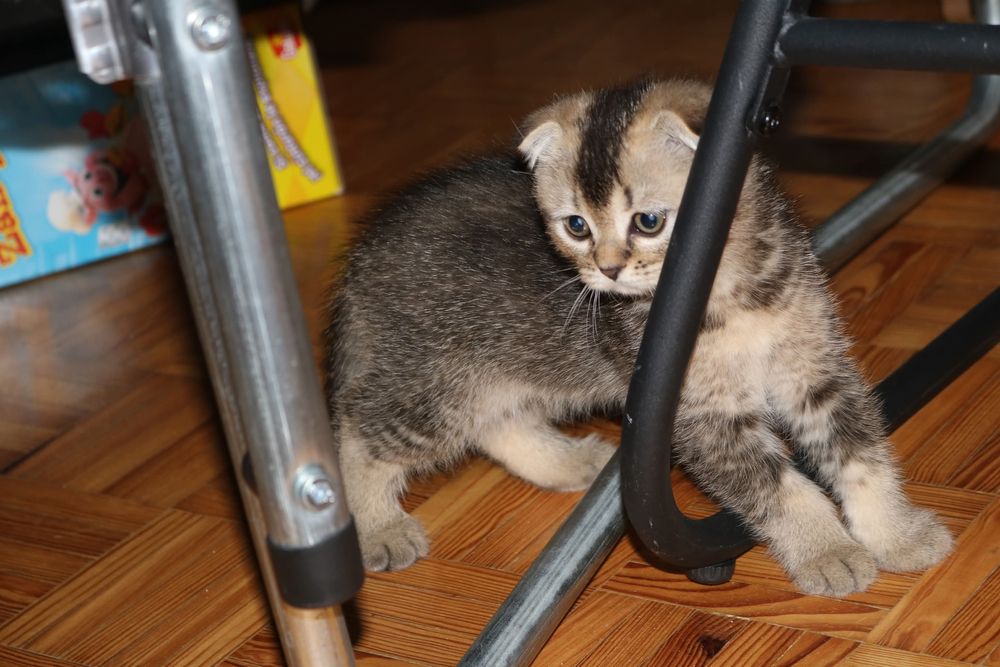 Uma gatinha scottish  fold bicolor