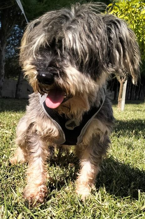 Sal- cão de porte pequeno para adoção