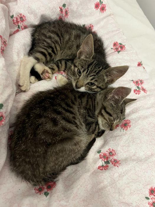 Dwa małe kotki szukają domku