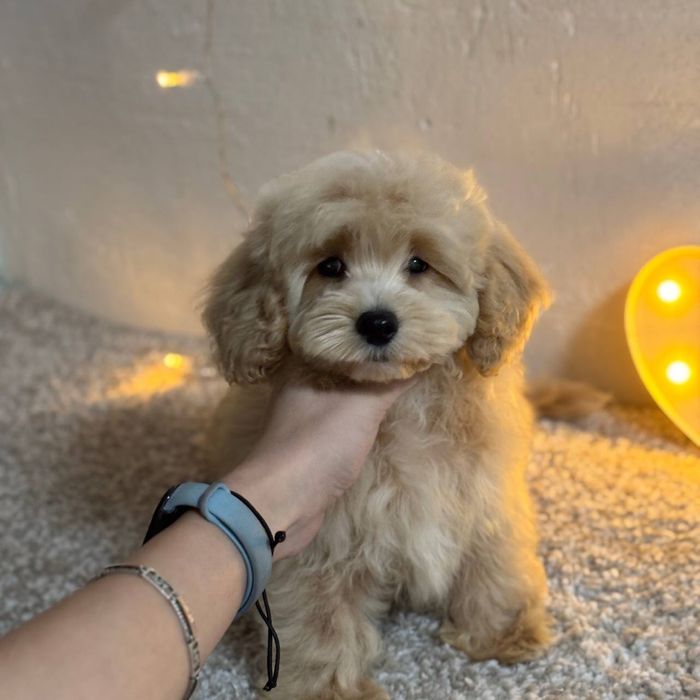 Мальтипу F1 карамель — маленький представитель большой любви