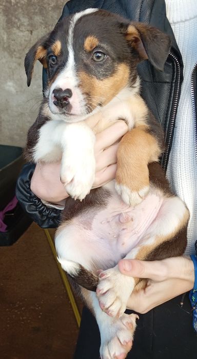 Bebés para adoção responsável