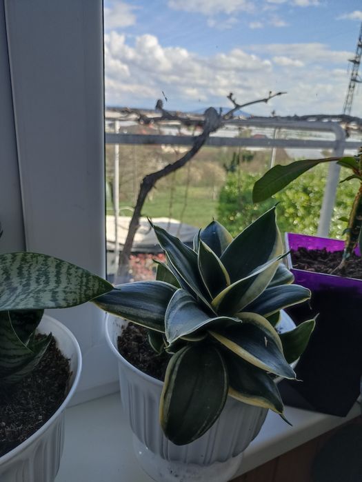 Квітка сансеверія