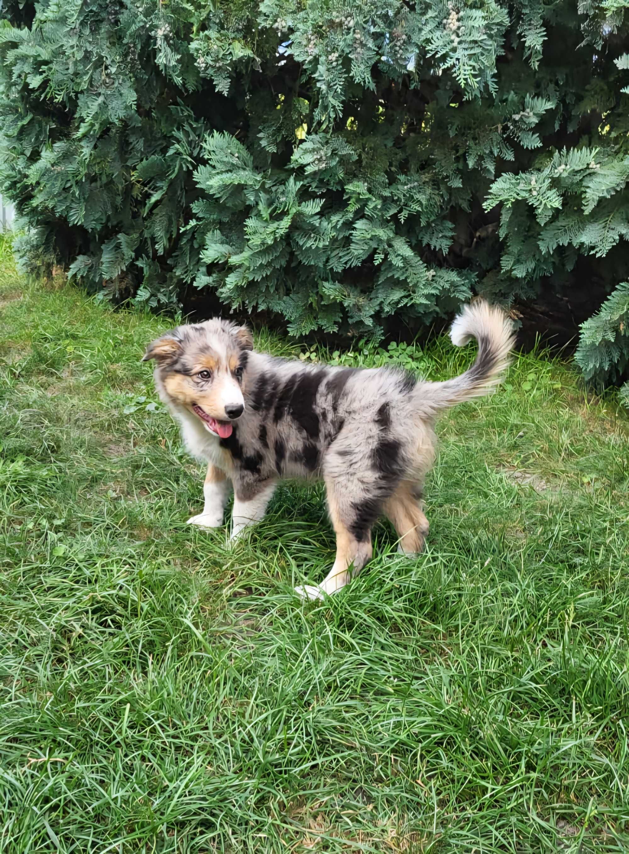 Szczeniak Border Collie piesek