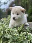 Szxzenuak shiba inu ZKWPFCI