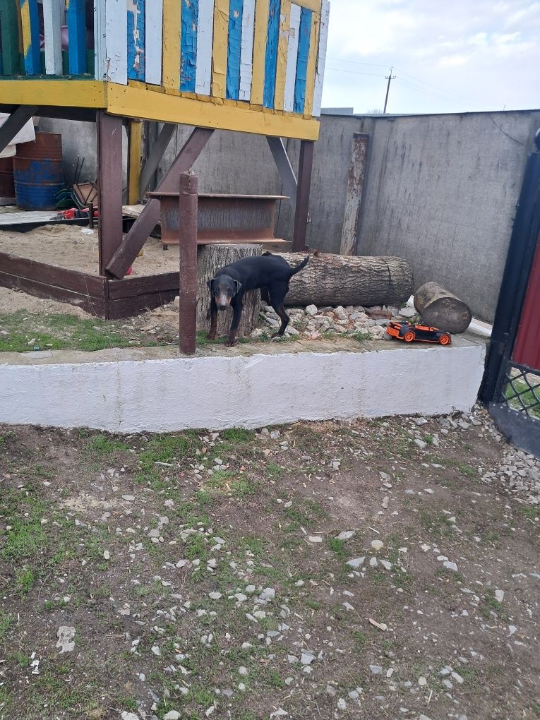 Продам Ягтерєра або Вязка