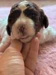 Lagotto Romagnolo
