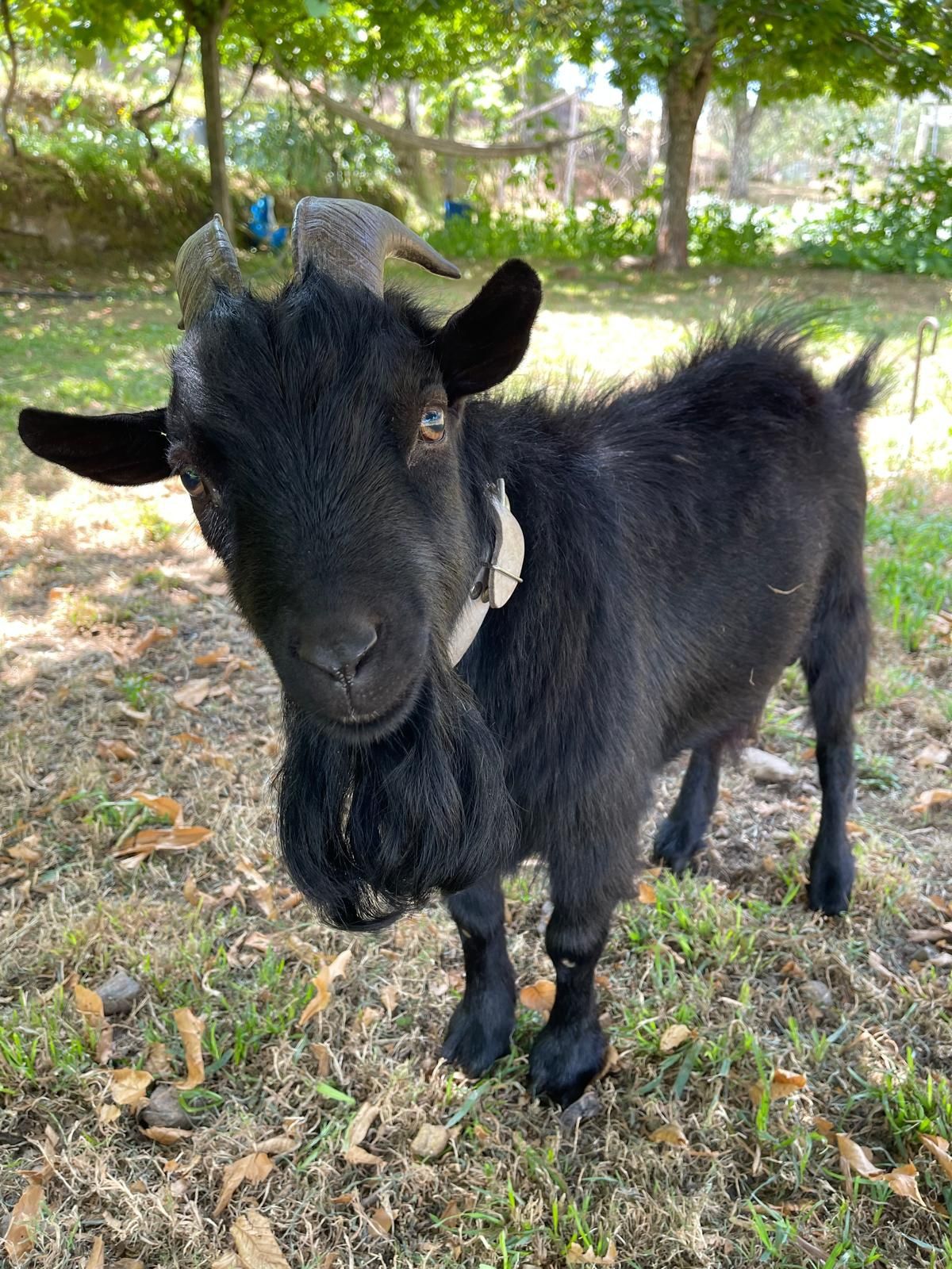 Chibo Anão com 2 anos