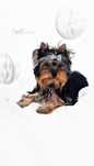 York Yorkshire terrier FCI : ENZO - piesek