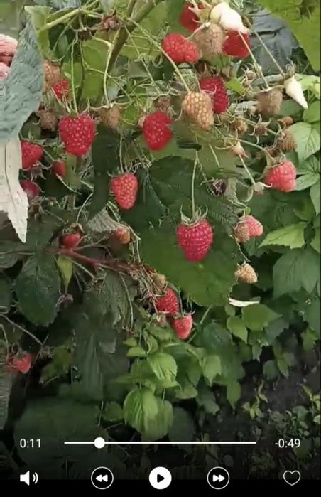 Продам Саджанці малини