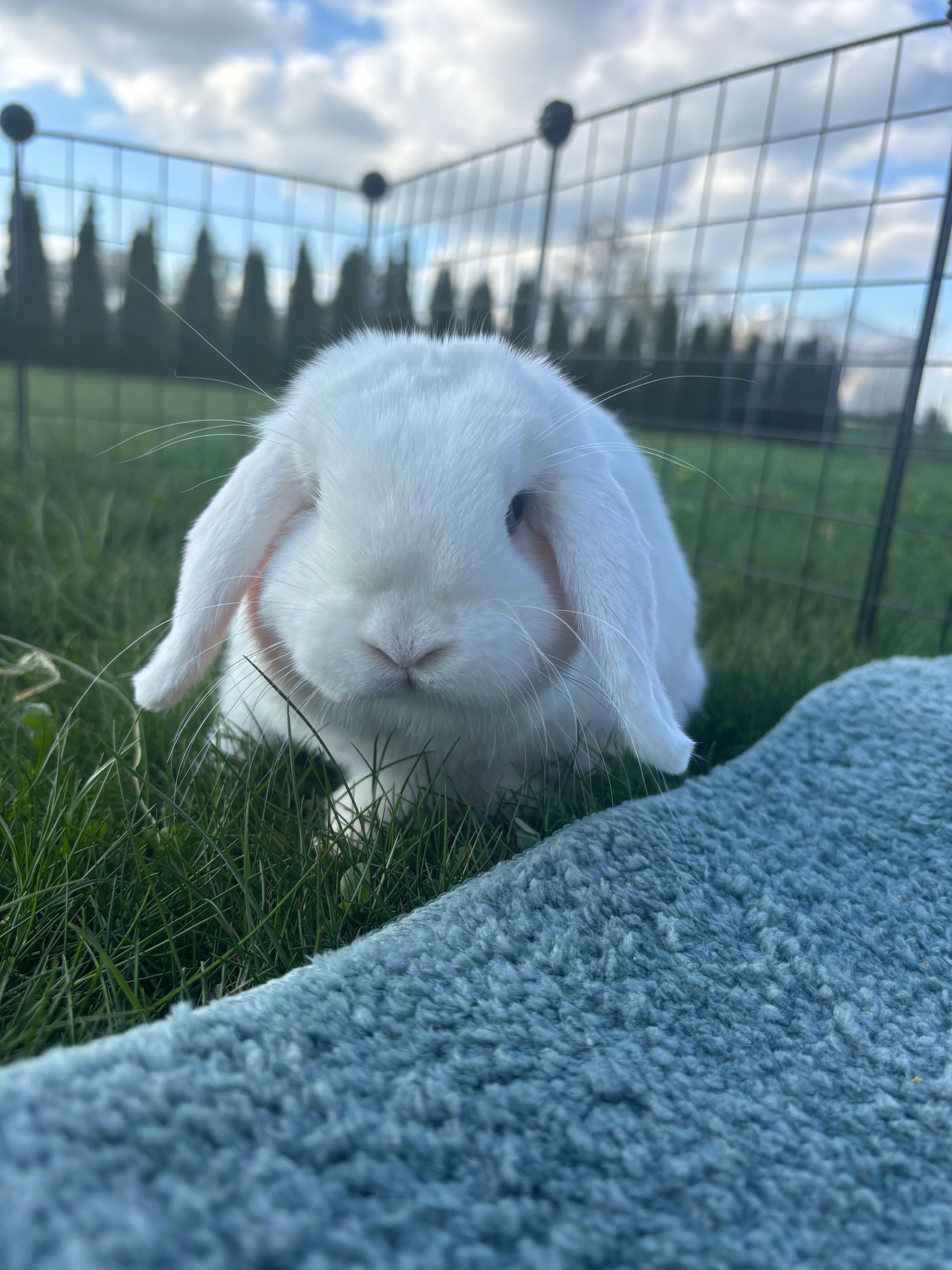 Królik mini lop biały