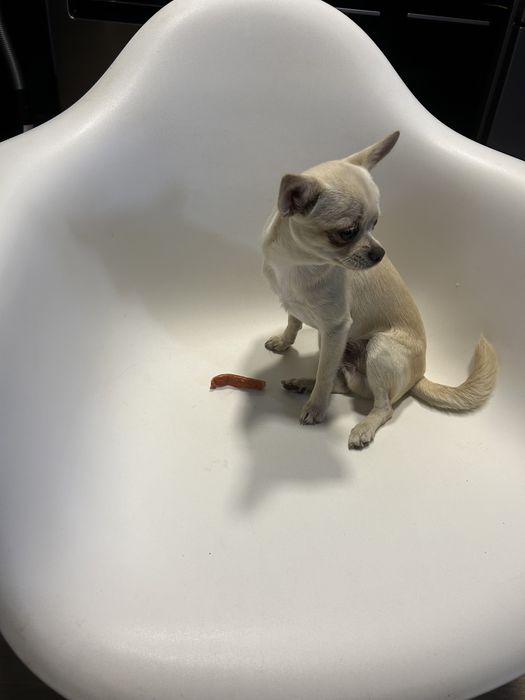 Chihuahua piesek ur. 02.08.2025